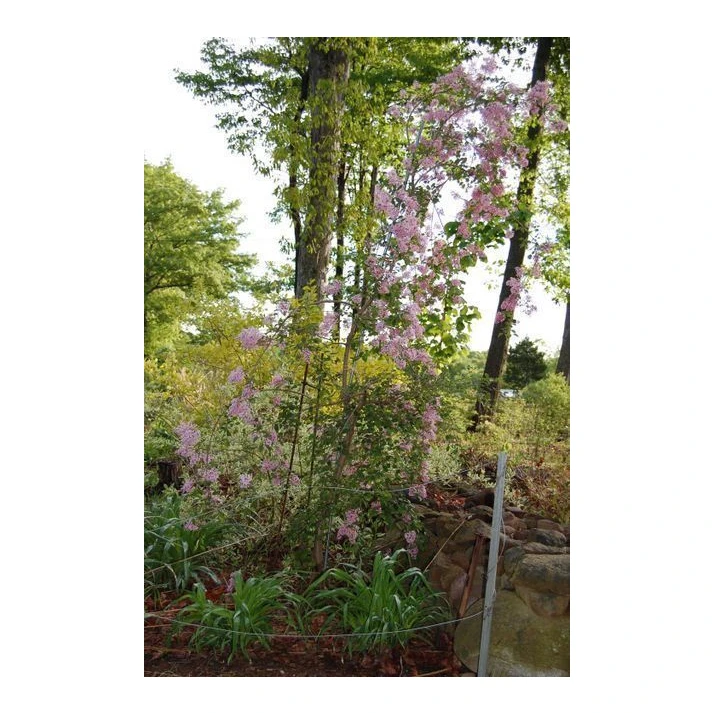 Syringa pubescens ssp. julianea 'Hers - Weeping Julian Lilac