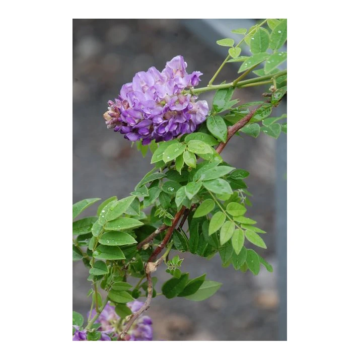Wisteria frutescens 'Amethyst Falls' - Amethyst Falls American Wisteria