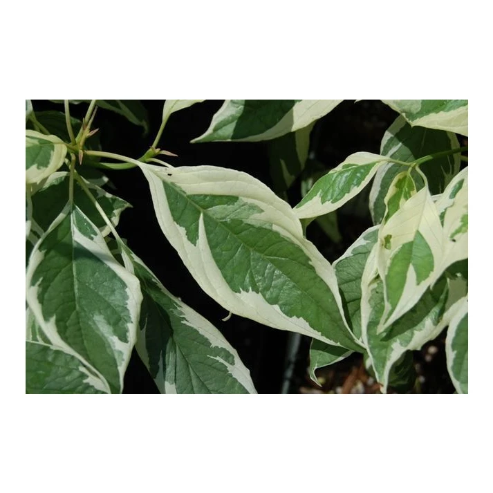alocasia frydek variegata vergrünt Alocasia 'Frydek' Variegata (Rarität) kaufen