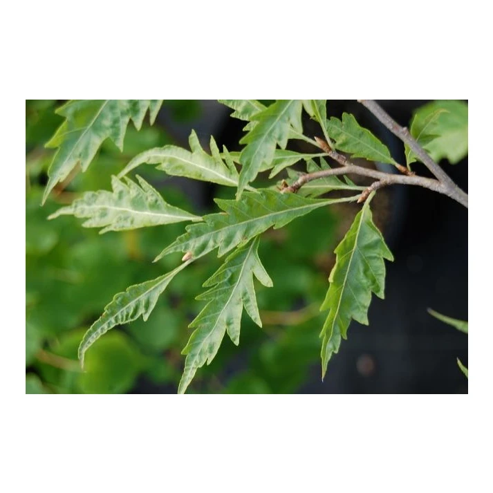 Fagus sylvatica 'Asplenifolia' - Cutleaf European Beech