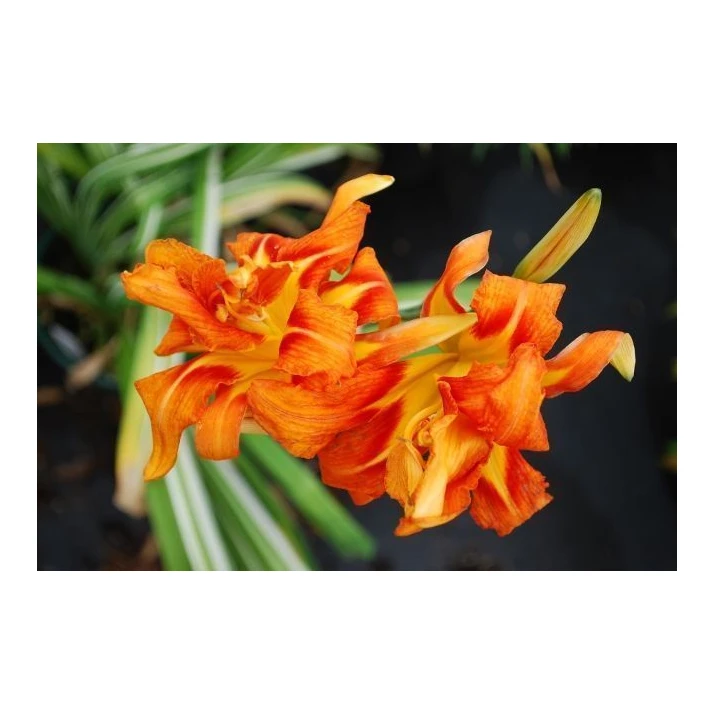 Hemerocallis fulva 'Kwanso Variegata' - Tawny Daylily