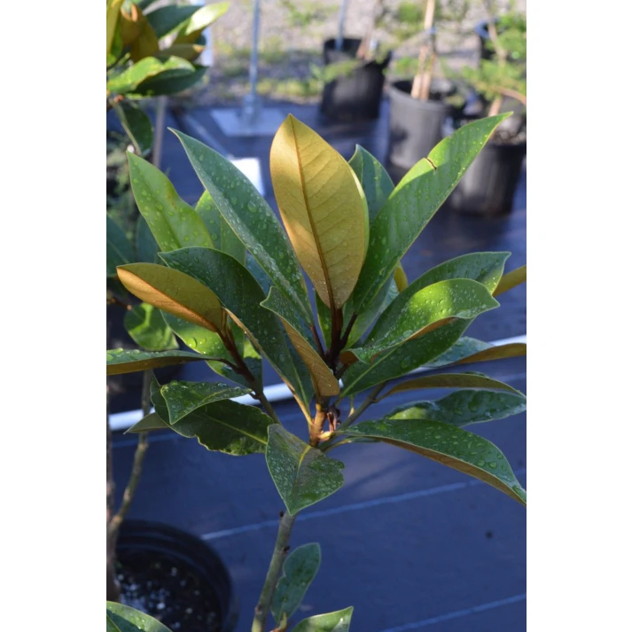 Magnolia x 'Exotic Star' - Exotic Star Magnolia Broken Arrow Nursery