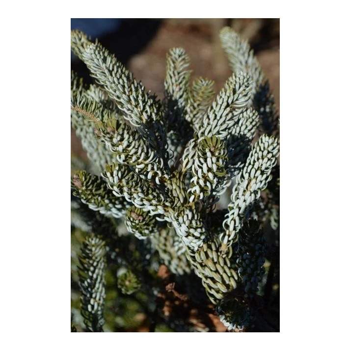 アビエス コレアナ シルバーショー Abies koreana 'Silver Show