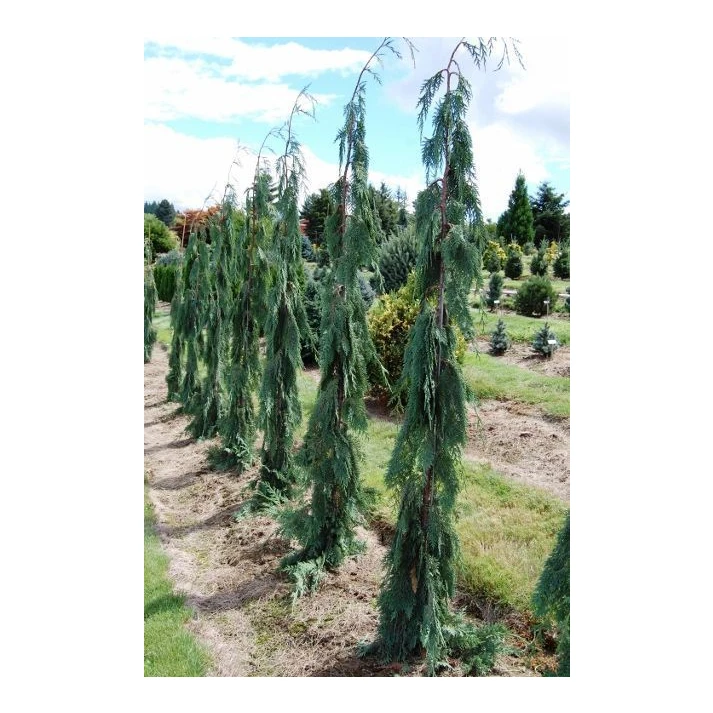 Chamaecyparis nootkatensis 'Green Arrow' - Green Arrow Alaskan