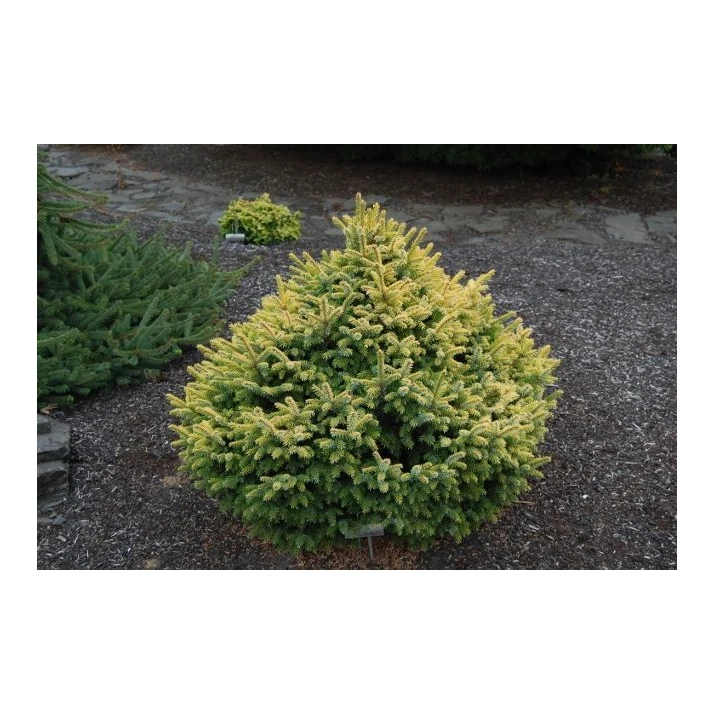 Picea omorika 'Golden Midget' - Golden Midget Serbian Spruce