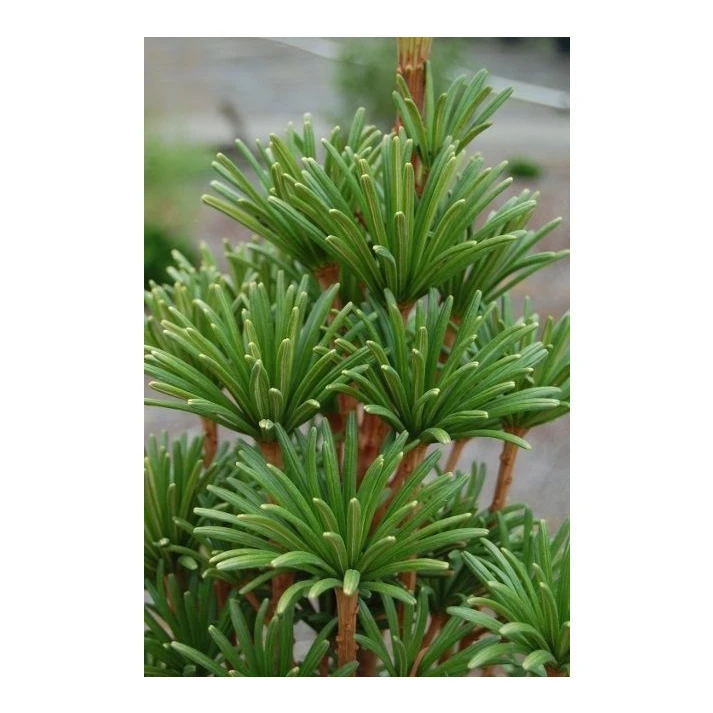 star treeです K & K Interiors Gold Glitter LED Christmas Tree w/Electrical