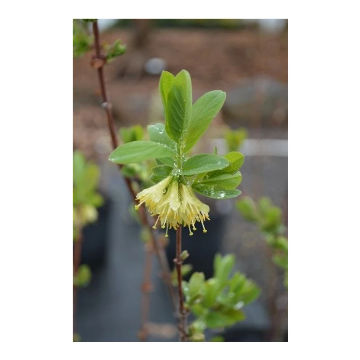 philodendron melanochrysum small leaves Philodendron melanochrysum (Pot Size 12cm) Black-gold Philodendron main image 1