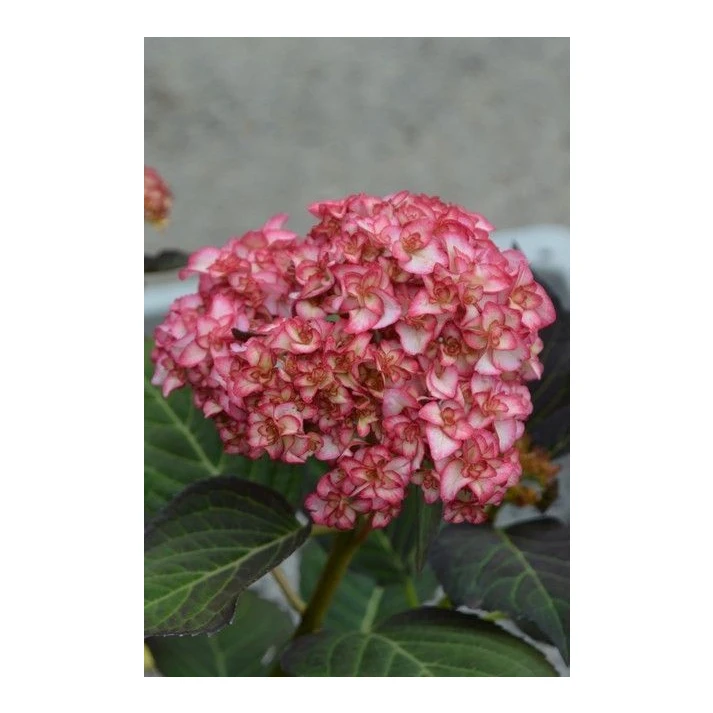 Hydrangea macrophylla 'H20-02' Miss Saori™ PP 26657 - Miss Saori