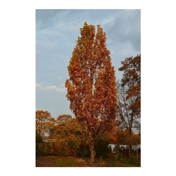 Liriodendron tulipifera Fastigiatum - Arnold Columnar Tulip Tree