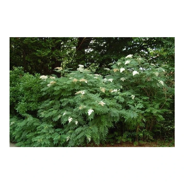 calamagrostis plant Calamagrostis foliosa, Leafy Reed Grass  Larner Seeds