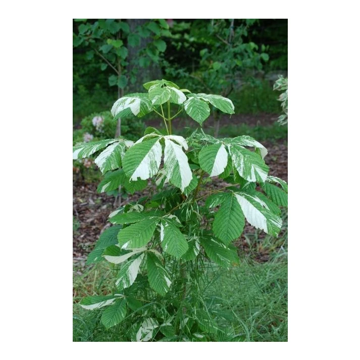 ring of fire variegata 6