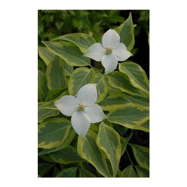 Cornus kousa 'Ohkan' - Ohkan Kousa Dogwood Broken Arrow Nursery