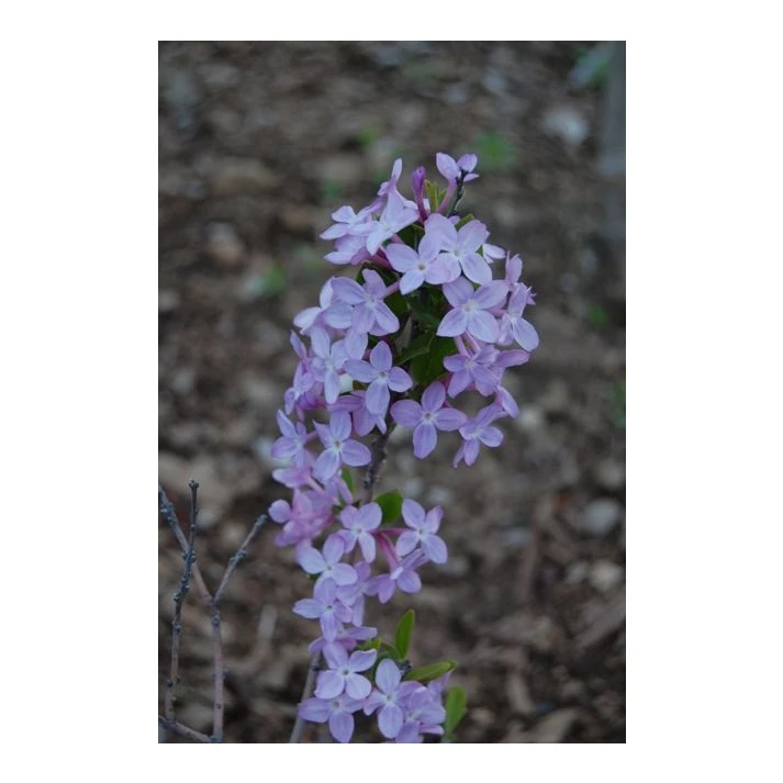 ヤチコダルマ　紫　フランケン Daphne genkwa (Hackenberry Group) - Lilac Daphne Broken Arrow Nursery