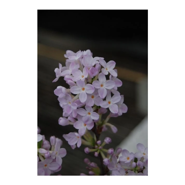 Daphne genkwa (Hackenberry Group) - Lilac Daphne Broken Arrow Nursery