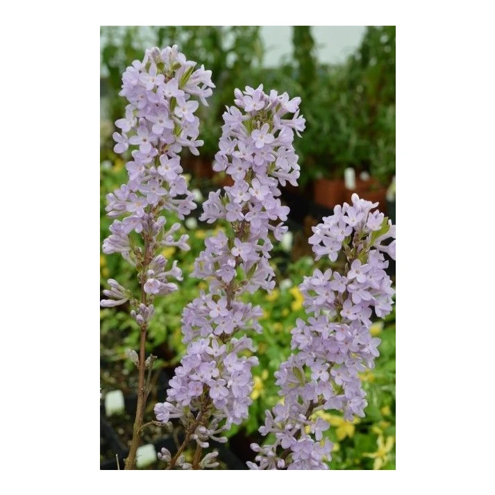 Daphne genkwa (Hackenberry Group) - Lilac Daphne Broken Arrow Nursery