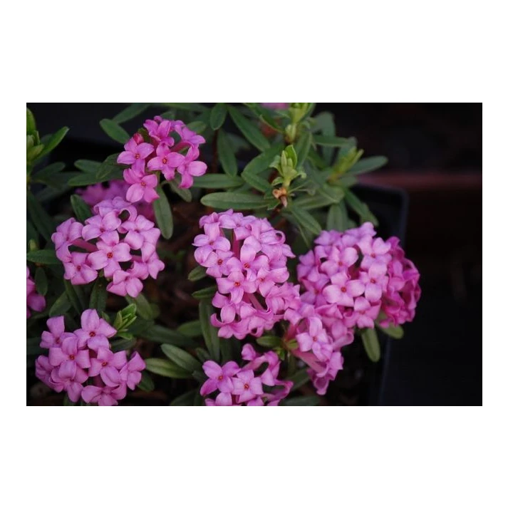 Daphne x susannea 'Lawrence Crocker' - Lawrence Crocker Daphne