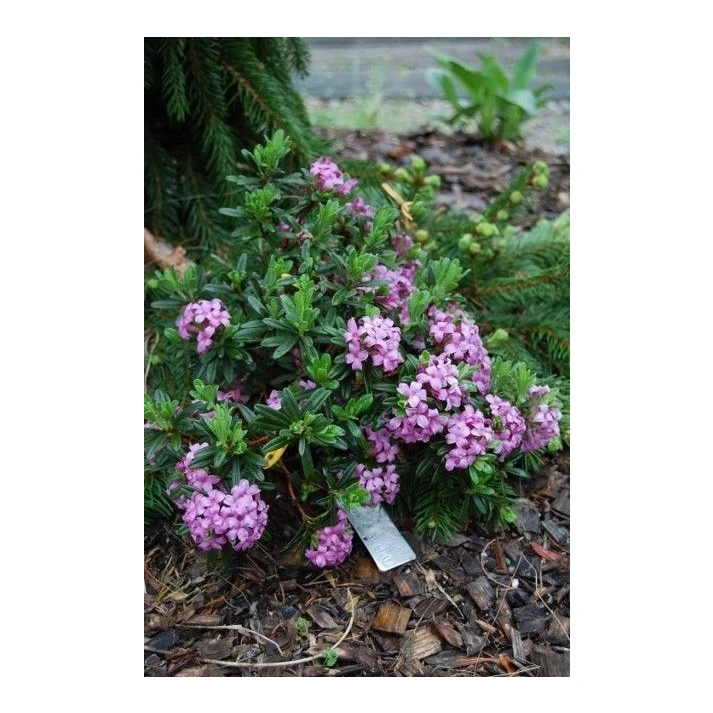 Daphne x susannea 'Lawrence Crocker' - Lawrence Crocker Daphne
