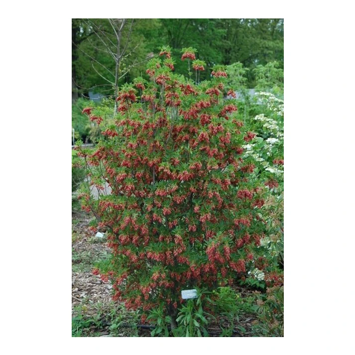 Enkianthus campanulatus 'Showy Lantern' - Showy Lantern Redvein Enkianthus  Broken Arrow Nursery
