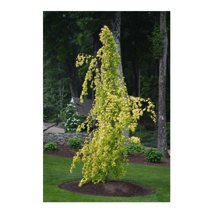 Fagus sylvatica 'Aurea Pendula' - Golden Weeping European Beech Broken  Arrow Nursery