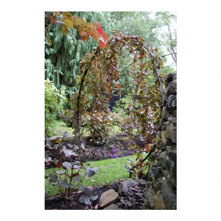 Fagus sylvatica 'Purple Fountain' - Purple Fountain Weeping European Beech  Broken Arrow Nursery