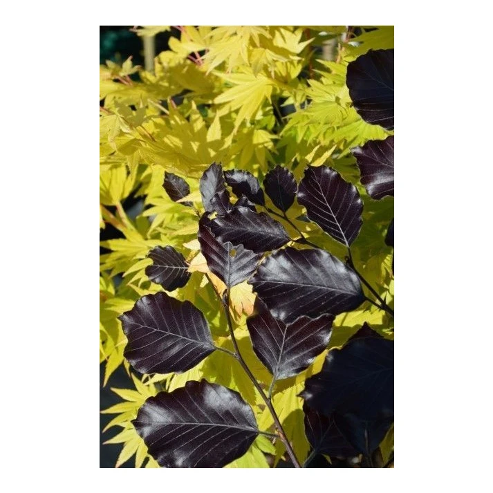 glücksfeder schwarze flecken Zamioculcas Zamiifolia 'Raven' (Schwarze Glücksfeder) – Foliage Dreams main image 0