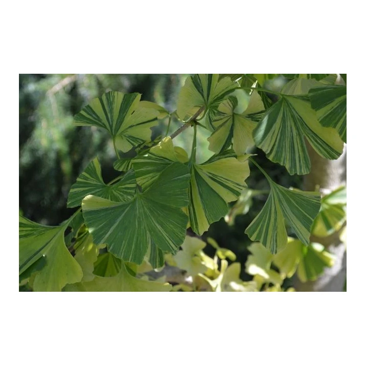 Ginkgo biloba 'Sunstream' - Sunstream Variegated Ginkgo Broken Arrow Nursery