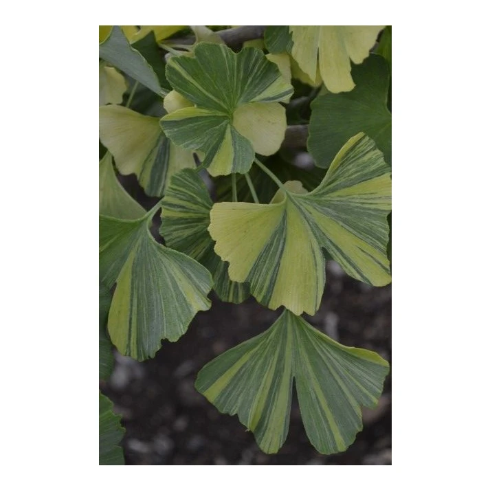 Ginkgo biloba 'Sunstream' - Sunstream Variegated Ginkgo Broken Arrow Nursery