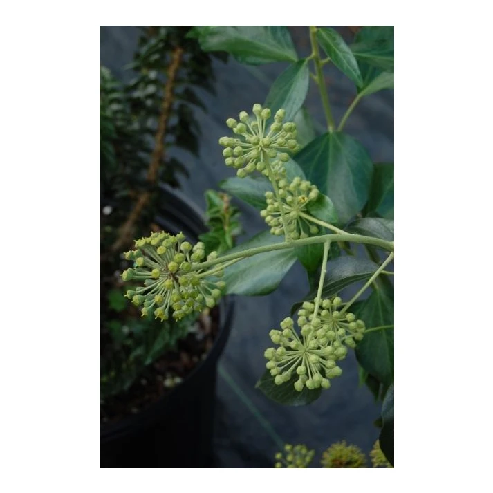 Hedera helix 'Arborea' - Arborea English Ivy