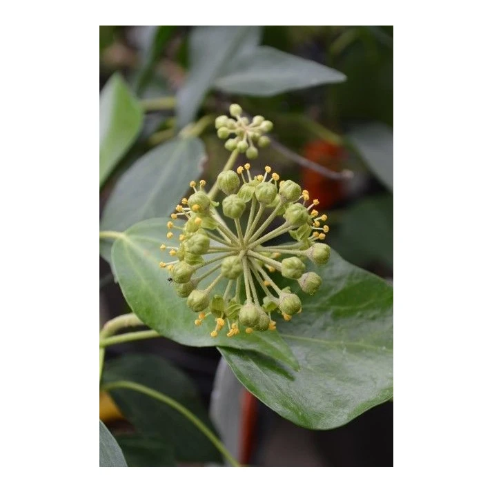 Hedera helix 'Arborea' - Arborea English Ivy