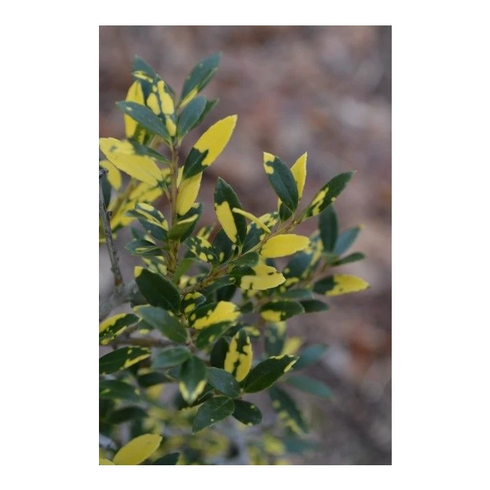 Ilex crenata 'Variegata' - Variegated Japanese Holly Broken Arrow Nursery
