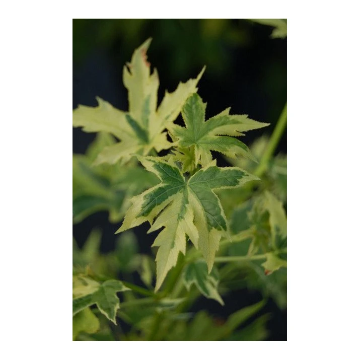Liquidambar styraciflua 'Variegated Worplesdon' - Variegated Worplesdon  Sweetgum Broken Arrow Nursery