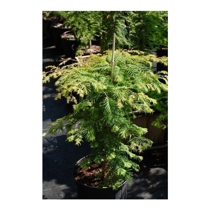 Metasequoia glyptostroboides 'Head Hunter' ('Matthaei Broom