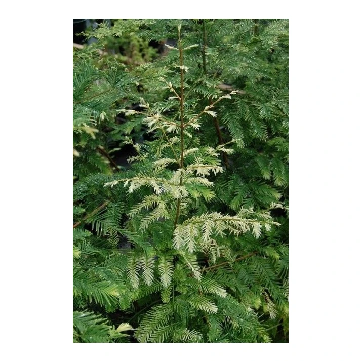 Metasequoia glyptostroboides 'Snow Flurries' ('Pat's Best White
