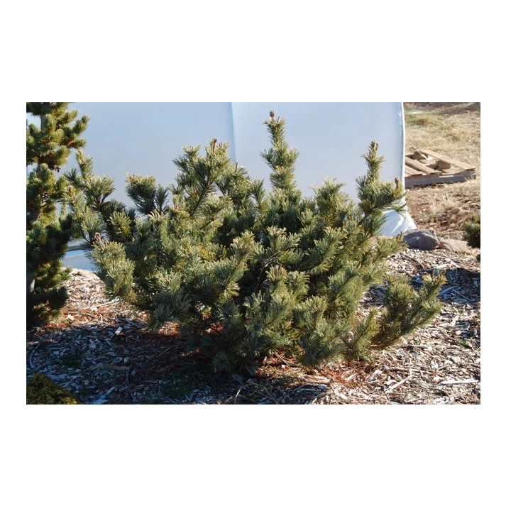 Pinus pumila 'Dwarf Blue' - Dwarf Blue Japanese Swiss Stone Pine