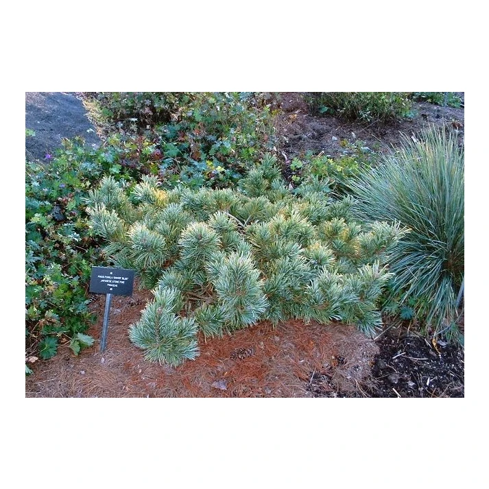 Pinus pumila 'Dwarf Blue' - Dwarf Blue Japanese Swiss Stone Pine