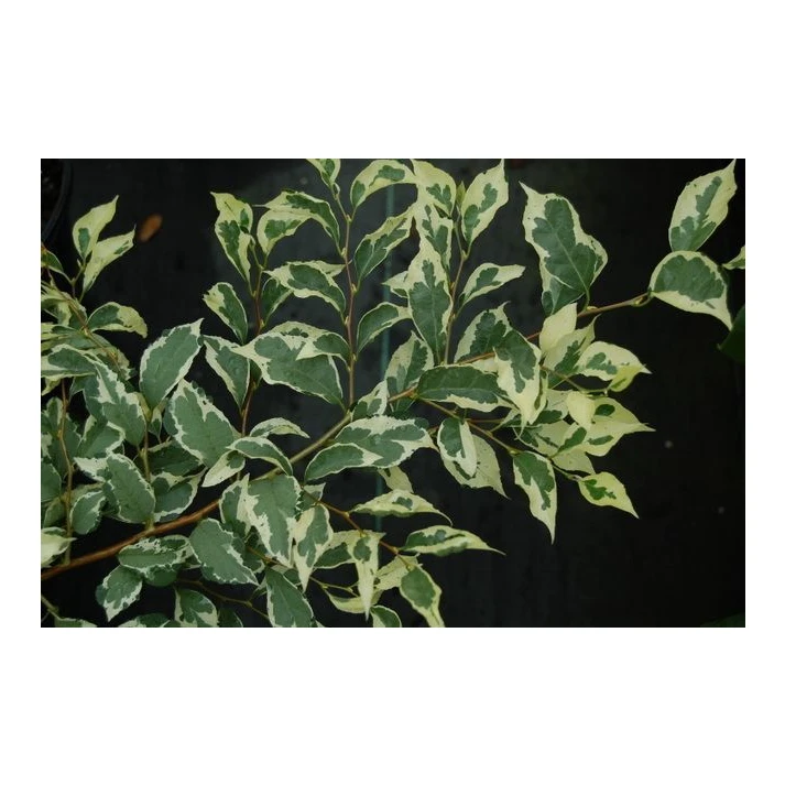 Styrax japonicus 'Frosted Emerald' - Frosted Emerald Japanese