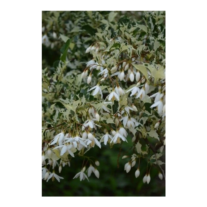 Styrax japonicus 'Frosted Emerald' - Frosted Emerald Japanese