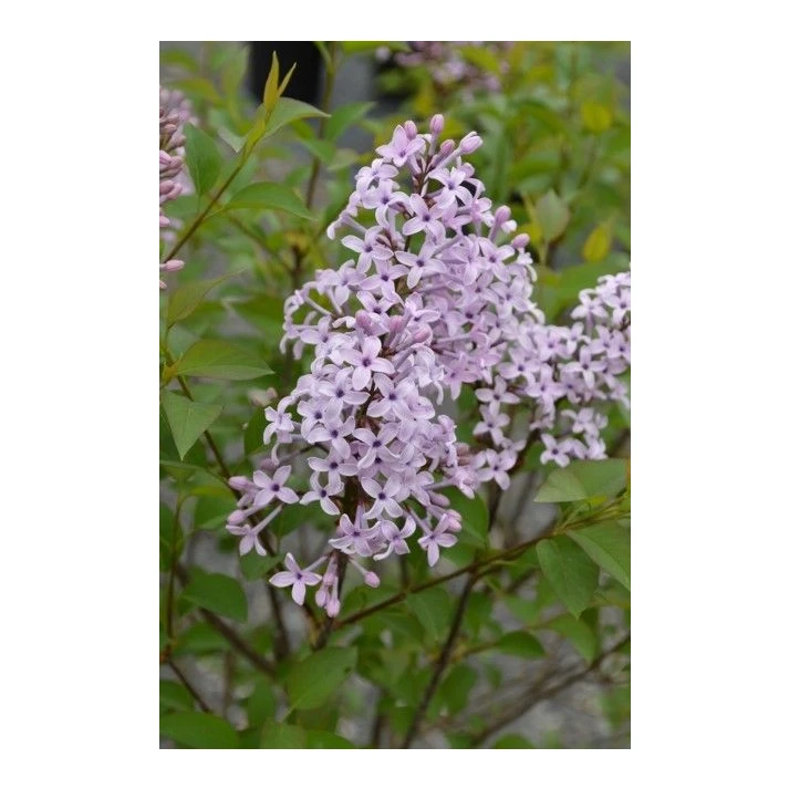 Syringa x 'Purple Haze' - Purple Haze Lilac Broken Arrow Nursery