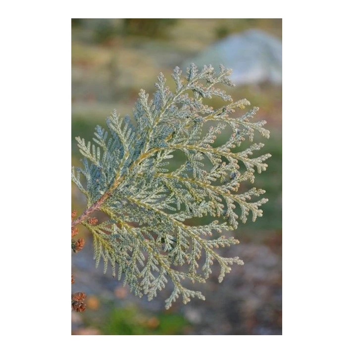 Thuja koraiensis 'Glauca Prostrata' - Spreading Korean Arborvitae