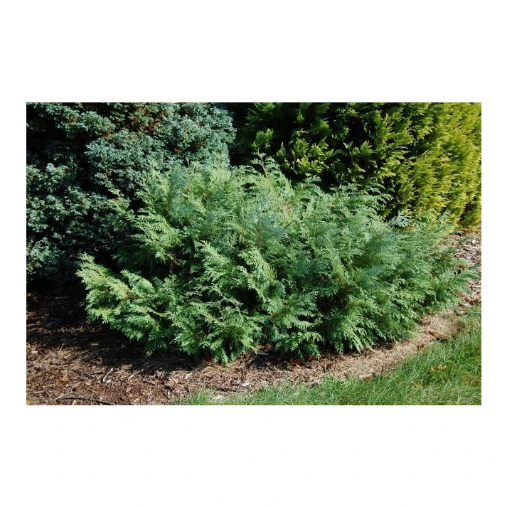 Thuja koraiensis 'Glauca Prostrata' - Spreading Korean Arborvitae