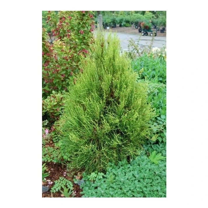 オノデンボウヤ Thuja orientalis 'Aurea Nana' - Devil Mountain Wholesale Nursery