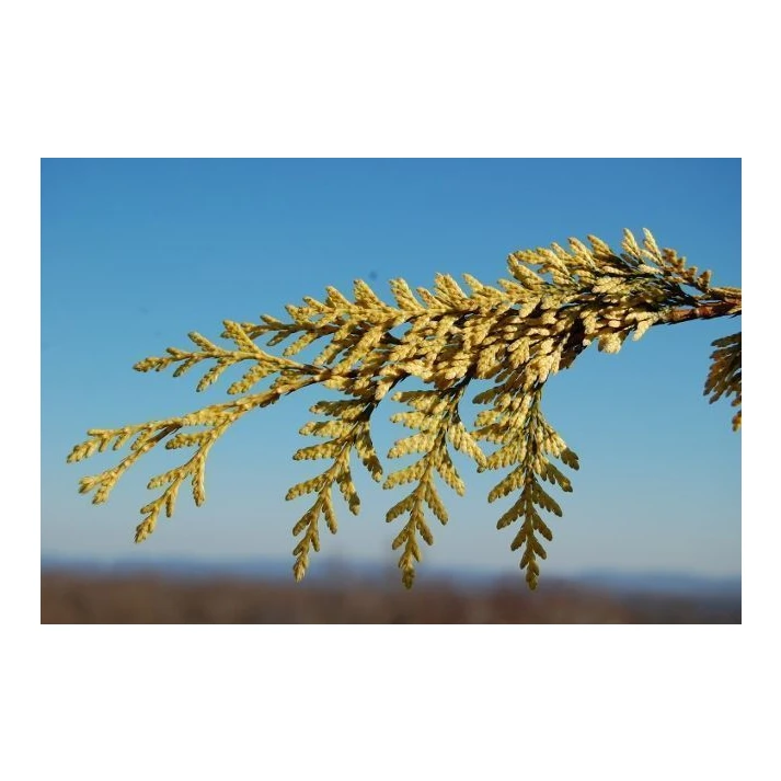 Thuja plicata 'Zebrina Extra Gold' - Zebrina Extra Gold Western Red Cedar  Broken Arrow Nursery