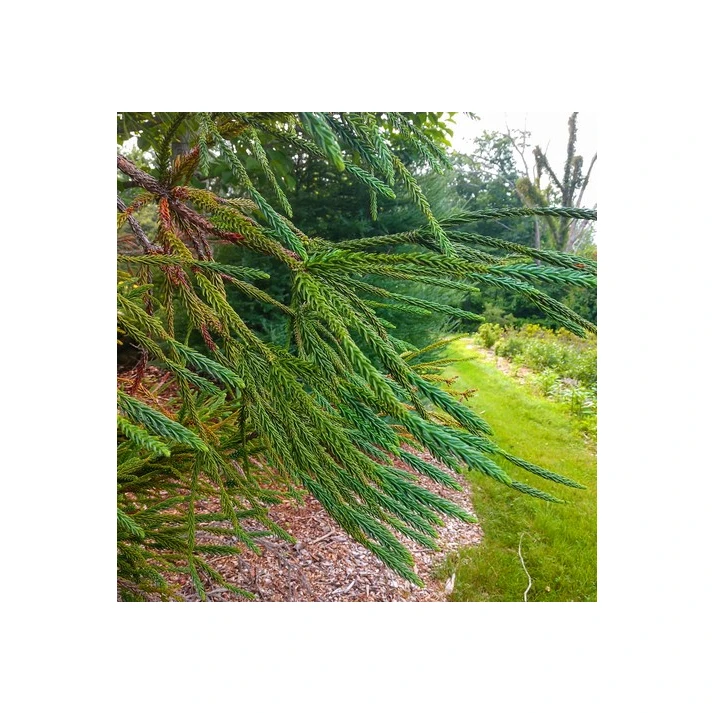 Cryptomeria japonica 'Araucarioides' - Araucarioides Japanese Cedar Broken  Arrow Nursery