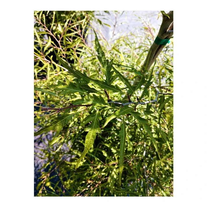 hedera goldchild Gold Child Ivy – Pike Nursery main image 0
