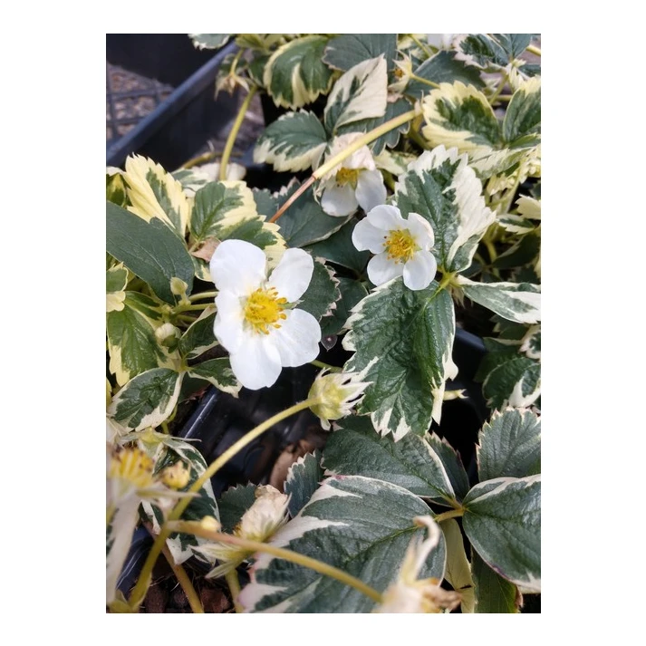 Fragaria vesca 'Variegata' - Variegated Alpine Strawberry