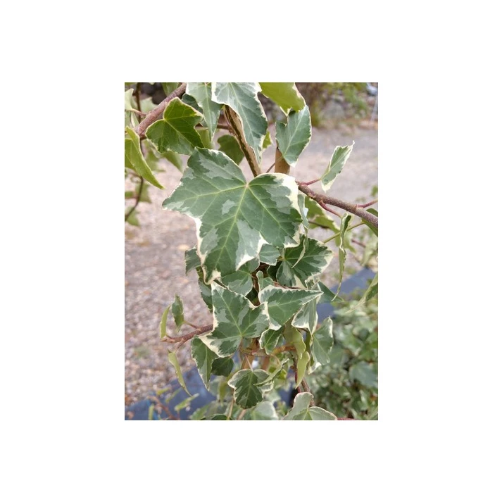 Hedera helix 'Summer Snow' - Summer Snow Variegated English Ivy