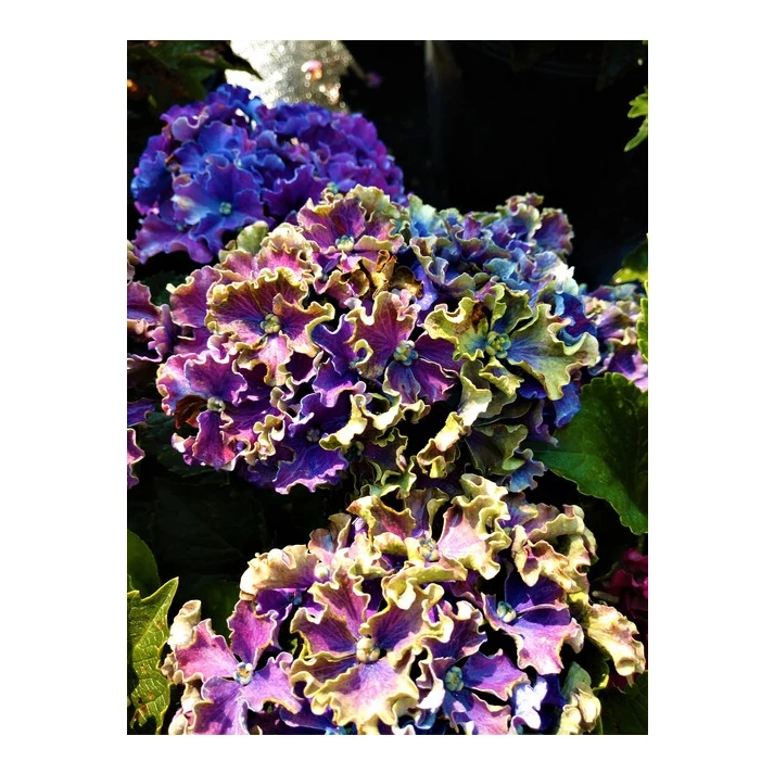 Hydrangea macrophylla 'H213901' PP 26221 - Curly® Sparkle Bigleaf