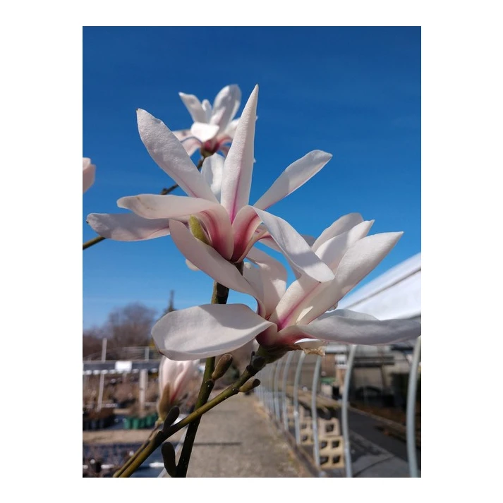 Magnolia zenii 'Pink Parchment' - Pink Parchment Zen Magnolia