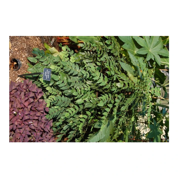 jacobs planten Jacobs Ladder, 'Blue Pearl'