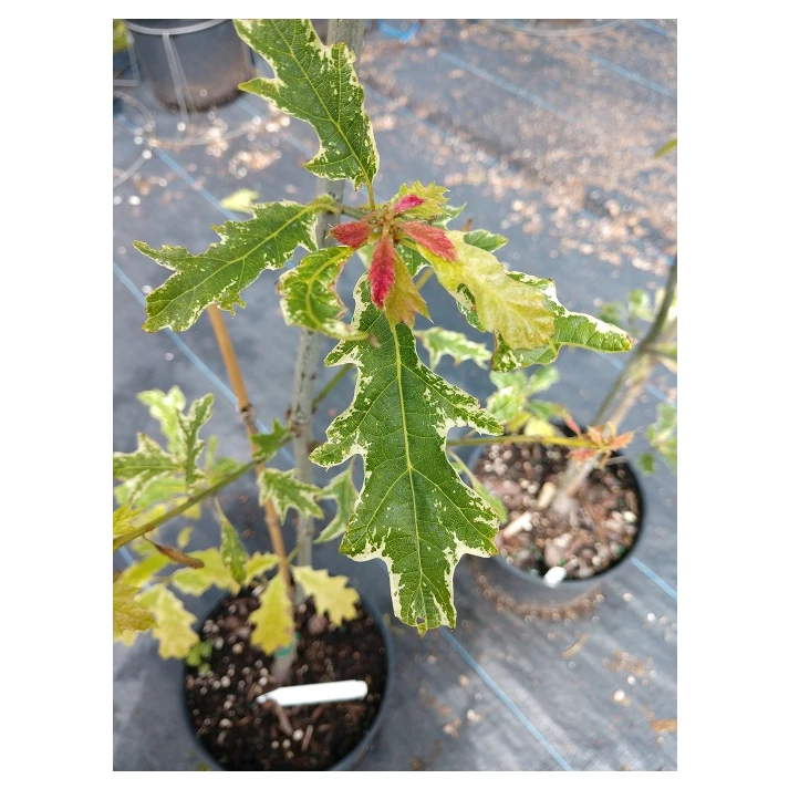 Quercus rubra 'Greg's Variegated' - Greg's Variegated Northern Red Oak  Broken Arrow Nursery